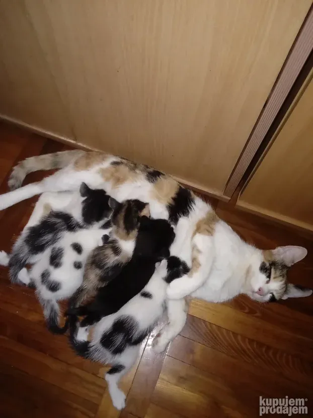 Prodajem domaće mačiće /mace/ mače