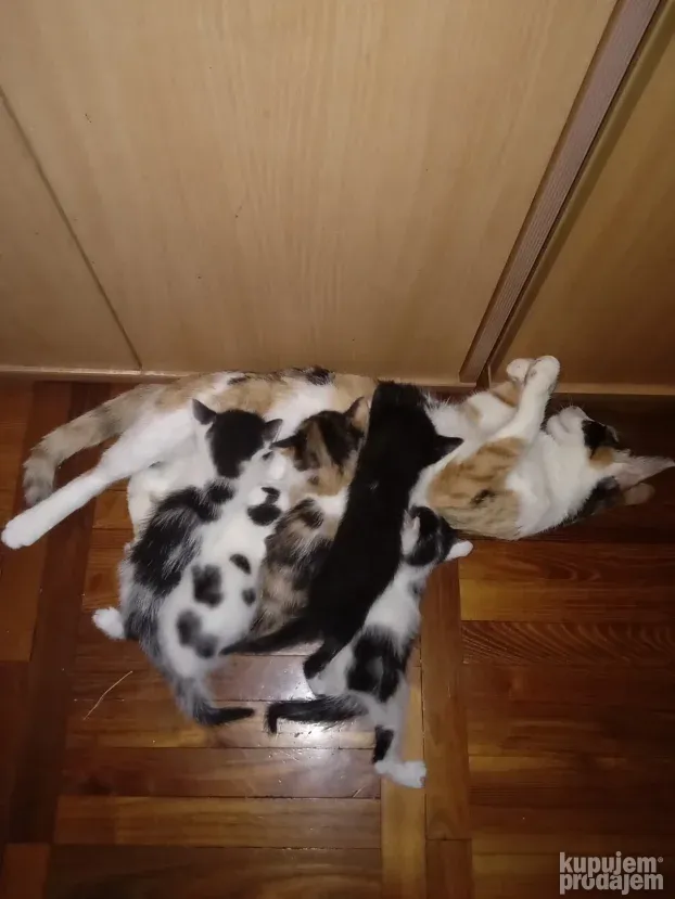 Prodajem domaće mačiće /mace/ mače
