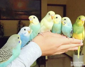 Mlade tigrice prelepih boja