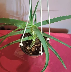 Aloja - Aloe arborescens