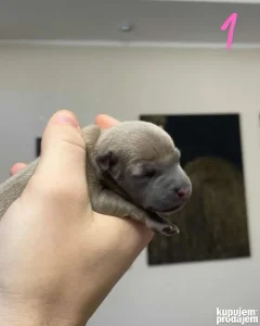 Mali Italijanski Hrt