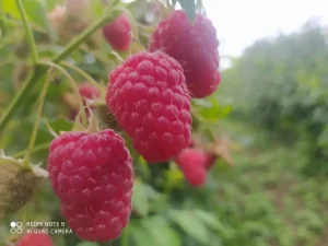 Sadnice maline Wilamet sa 1200mnv,Srdjan