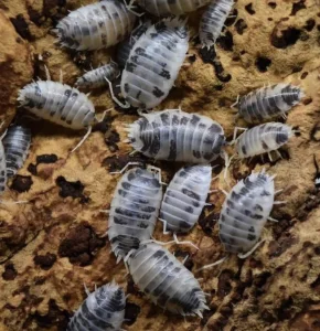 Dairy cow isopods (mokrice)