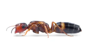 Mravi - vrsta Colobopsis truncata