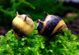 Neritina clinthon corona