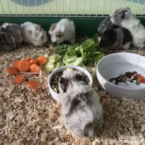 Morsko prase bebe mesec ipo dana morski prasici