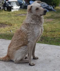 Pulin beli poklanjam