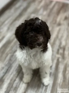 Lagotto Romagnolo - dostupno štene vrhunskog kvaliteta