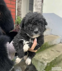 Mesaci Lagotta i Pulina