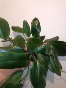 Rhaphidophora Hongkongensis