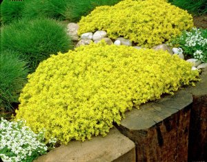 Sedum acre aureum