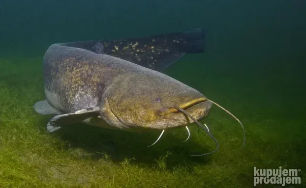 Somovske udice 10kom.