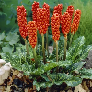 KOZLAC beli - Arum italicum - 3 sadnice