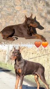 Stenci dobermana braon NAJAVA LEGLA