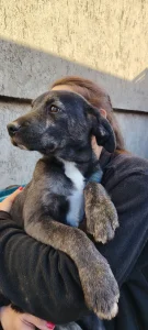 Kiki ženkica traži dom i ljubav