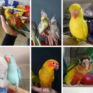 Rucno hranjeni papagaji srednjih i vecih vrsta