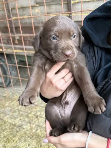 Poklanjam stence labrador/retriver