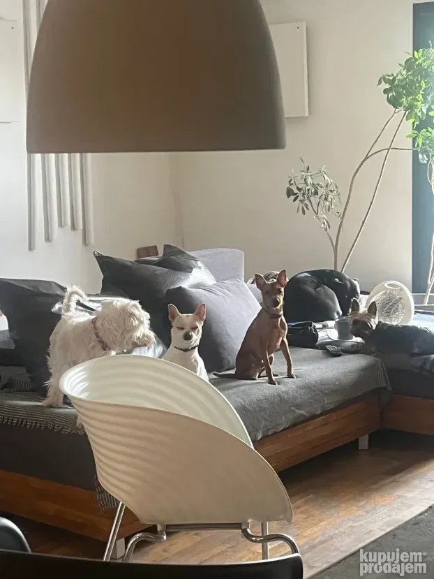 Cuvanje pasa u idealnim kucnim uslovima