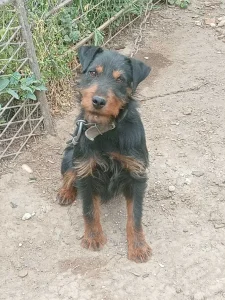 Muzjak Nemackog lovnog terijera