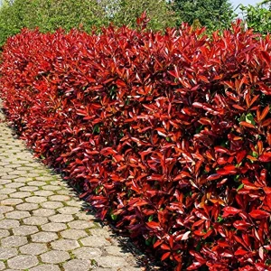 Fotinije red robin 30-50cm