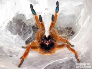 Akcija 3x P.murinus 3000