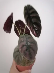 Alocasia Red Secret