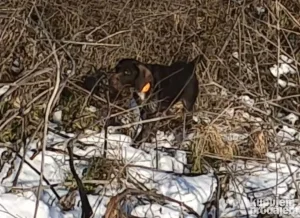 Nemacki ostroladlaki pticar nod