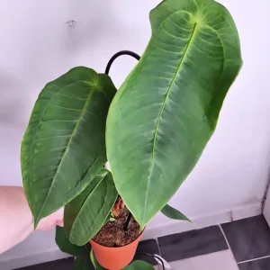 Anthurium Peltigerum