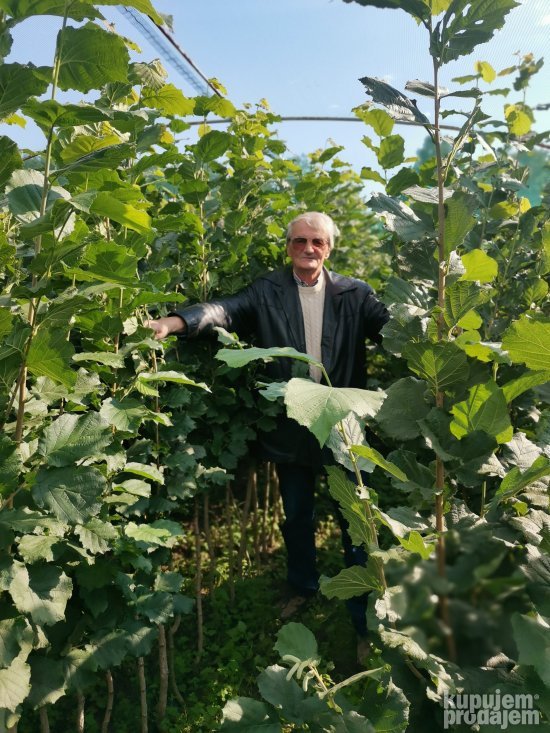 AKCIJA Sadnice LESNIKA KALEMLjENI i zbunasti