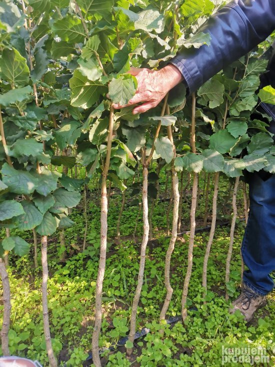 AKCIJA Sadnice LESNIKA KALEMLjENI i zbunasti