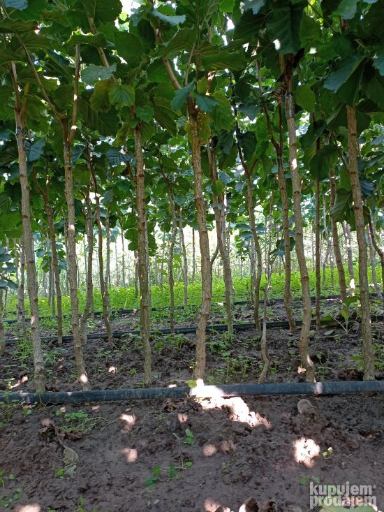 AKCIJA Sadnice LESNIKA KALEMLjENI i zbunasti