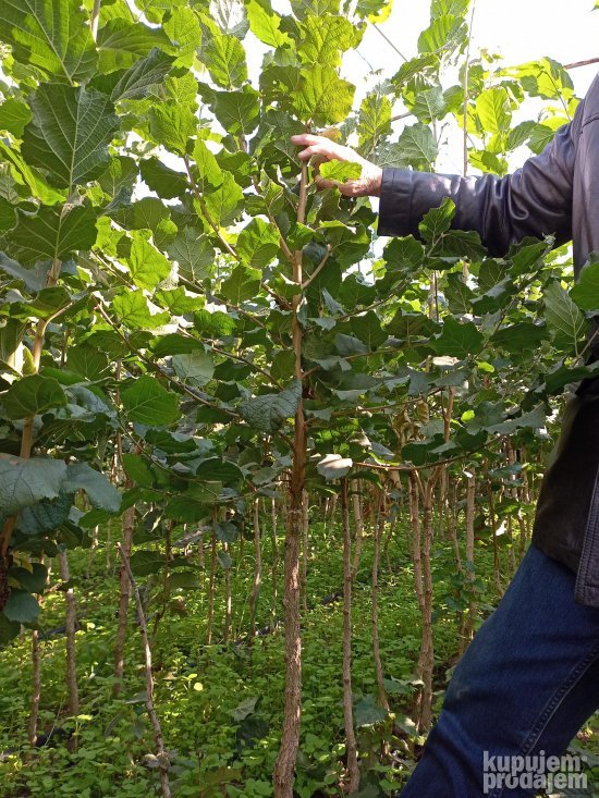 AKCIJA Sadnice LESNIKA KALEMLjENI i zbunasti