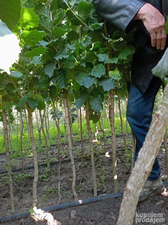 AKCIJA Sadnice LESNIKA KALEMLjENI i zbunasti