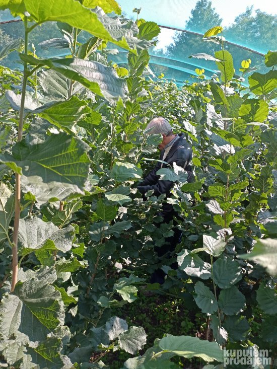 AKCIJA Sadnice LESNIKA KALEMLjENI i zbunasti