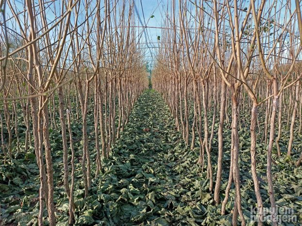 AKCIJA Sadnice LESNIKA KALEMLjENI i zbunasti