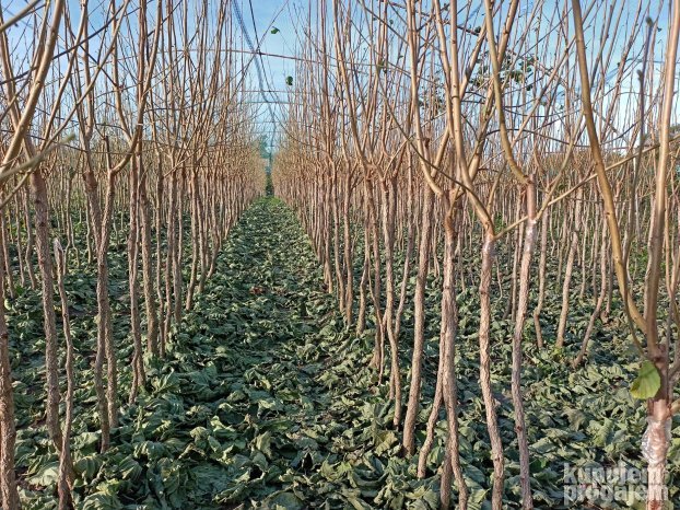 AKCIJA Sadnice LESNIKA KALEMLjENI i zbunasti