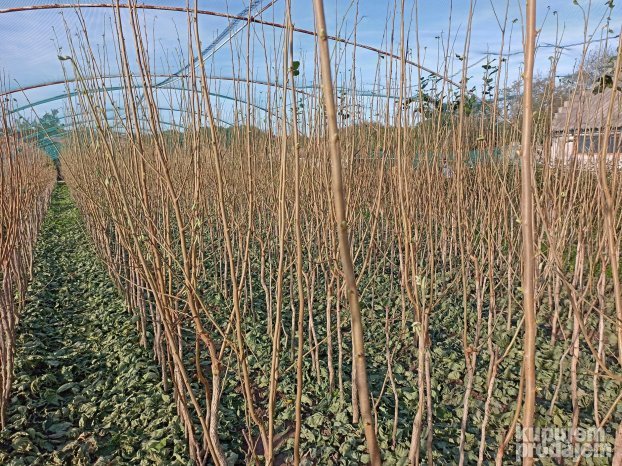 AKCIJA Sadnice LESNIKA KALEMLjENI i zbunasti