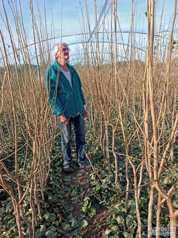 AKCIJA Sadnice LESNIKA KALEMLjENI i zbunasti