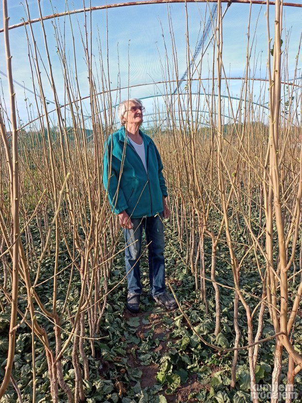 AKCIJA Sadnice LESNIKA KALEMLjENI i zbunasti