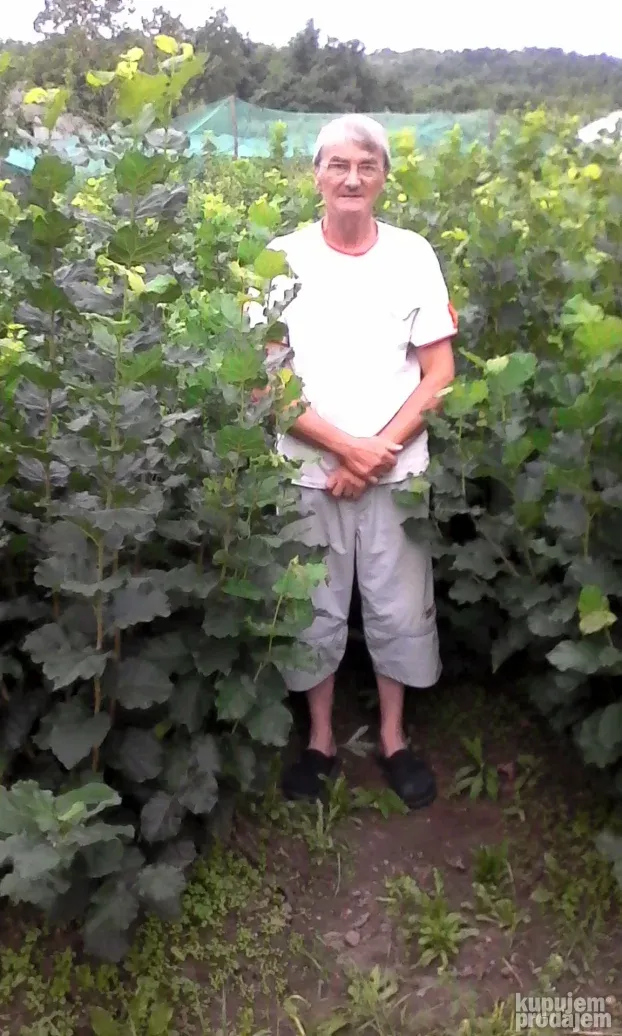 AKCIJA Sadnice LESNIKA KALEMLjENI i zbunasti