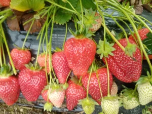 Sadnice JAGODA Sorte Federika, Roksana, Alba i Tea