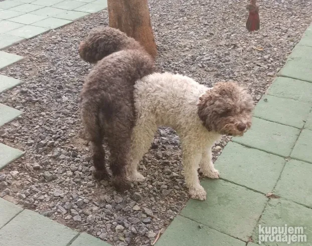 Lagoto Romanjolo-pas za parenje