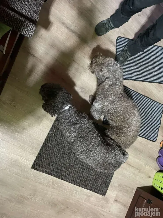 Lagoto Romanjolo-pas za parenje