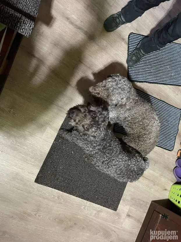 Lagoto Romanjolo-pas za parenje