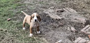 Štenad posavskog goniča