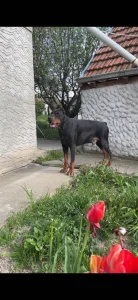 Doberman