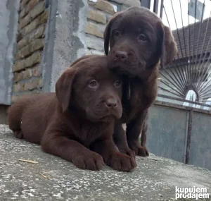 Čokoladni muzjaci Labrador Retriver-a