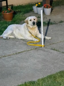 DIVA sa delte peka 2.5 godina