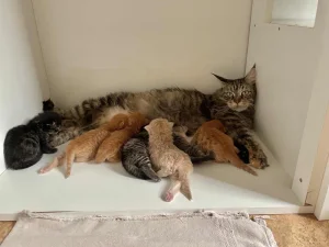 Maine coon mačići