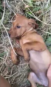Poklanjam kuce mesanci stafordskog terijera i labradorke